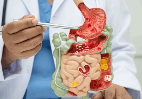 Liver Health: The Foundation of Metabolic Wellness