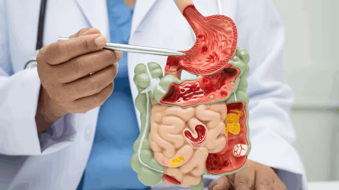 Liver Health: The Foundation of Metabolic Wellness